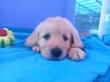 Bebek yüzlü Beyaz Golden retriever Yavrularımız