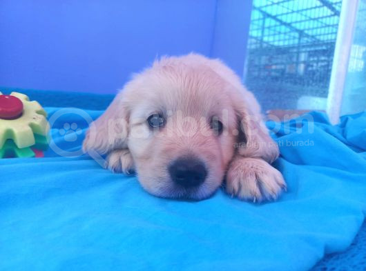 Bebek Yüzlü Beyaz Golden Retriever Yavrularımız