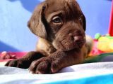 Annesi̇ni̇n Tek Ve Orji̇nal Labrador Yavrusu