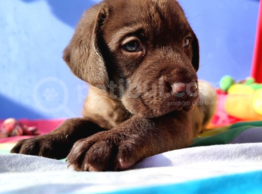 Annesi̇ni̇n Tek Ve Orji̇nal Labrador Yavrusu görsel