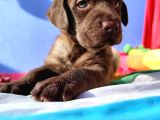 ANNESİNİN TEK VE ORJİNAL LABRADOR YAVRUSU