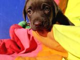 Annesi̇ni̇n Tek Ve Orji̇nal Labrador Yavrusu