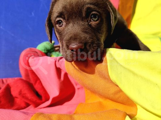 Annesi̇ni̇n Tek Ve Orji̇nal Labrador Yavrusu görsel
