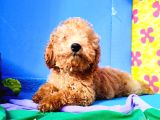 İNANILMAZ KALİTE TOY POODLE YAVRULAR BURADA