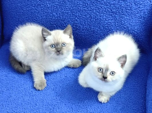Kaçırılmayacak Mükemmel Blue Point Dişi Ve Erkek Yavrular görsel