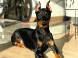Yilbaşi Hedi̇yesi̇ Esteti̇kli̇ Doberman Isteğe Özel Scrli