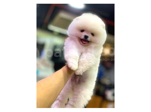 POMERANİAN BOO YAVRUMUZ