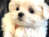 TATLILIKTAN YIKILAN MALTESE