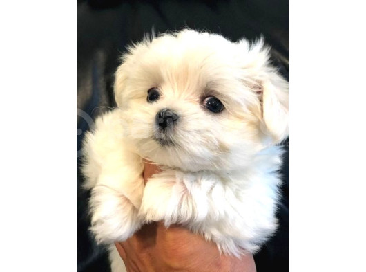 Tatliliktan Yikilan Maltese