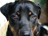 koruma köpeği rottweiler