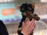 Di̇şi̇ Teacup Yorkshi̇re Terri̇er