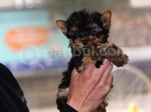 Di̇şi̇ Teacup Yorkshi̇re Terri̇er görsel