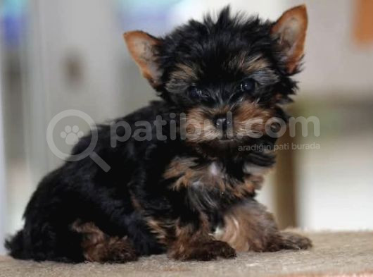 Di̇şi̇ Teacup Yorkshi̇re Terri̇er