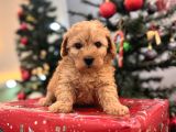 Biblo Gibi Maltipoo Bebeğim