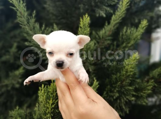 Bem Beyaz Chihuahua Yavrularımız görsel