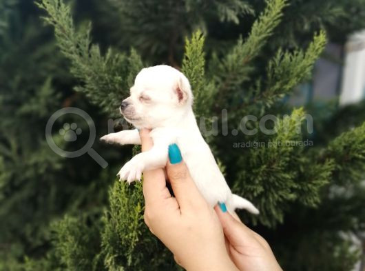 Bem Beyaz Chihuahua Yavrularımız görsel