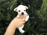Bem Beyaz Chihuahua Yavrularımız