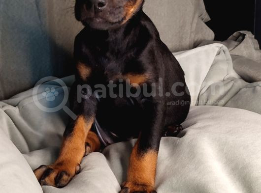 Safkan King Doberman Yavrular görsel