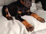 Safkan King Doberman Yavrular