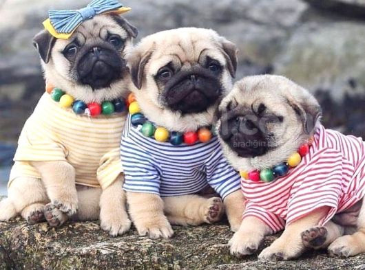 Ev Ortamindan Show Kali̇te Pug Mops Yavrularimiz görsel