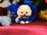 Süper Mini Teddy Boo Yavrumuz