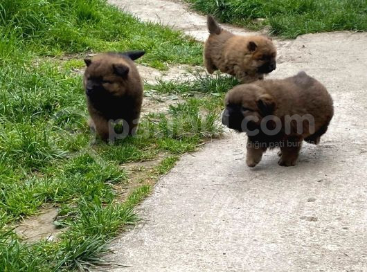 Pofuduk Chow Chow görsel