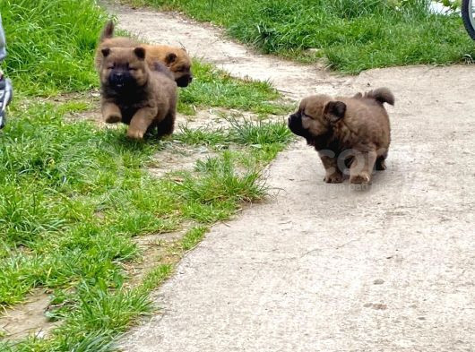 Pofuduk Chow Chow görsel
