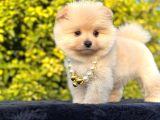 Star Pomeranian Yavrular