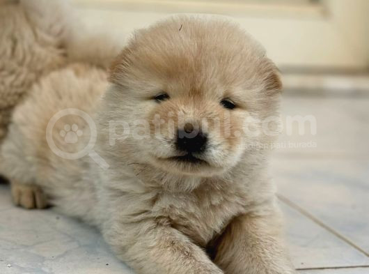 Pofuduk Chow Chow görsel