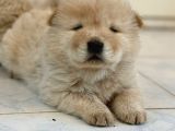 Pofuduk Chow Chow