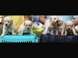 Baby Face Golden Retriever