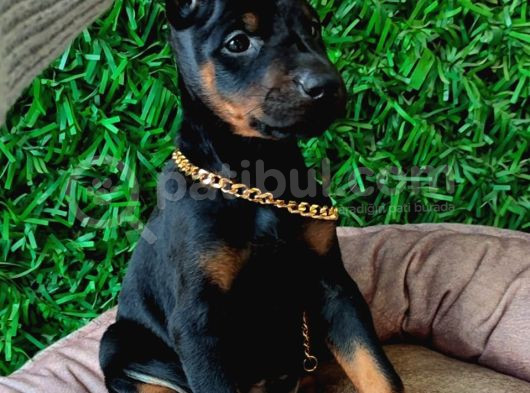 Irk Garantili Ssafkan Ve Aşılı King Doberman Yavrular