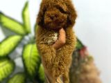 Muhteşem Poodle Yavrular