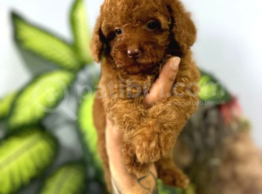 Muhteşem Poodle Yavrular görsel