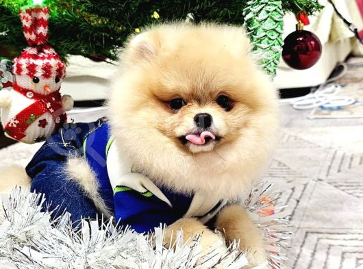 Star Pomeranian Yavrular görsel