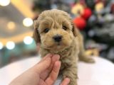 Minnos   Maltipoo