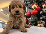 Minnos   Maltipoo