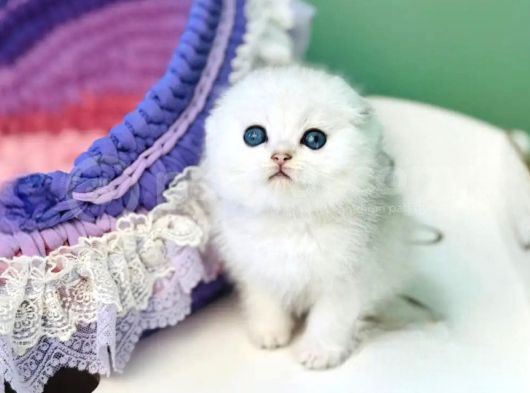 Top Kafacık Silver Scottish Fold görsel