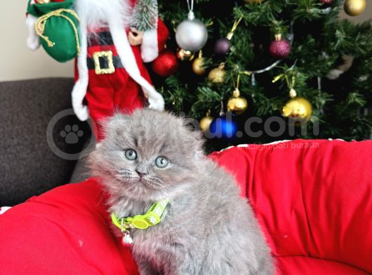 Scottish Fold Longhair Blue görsel