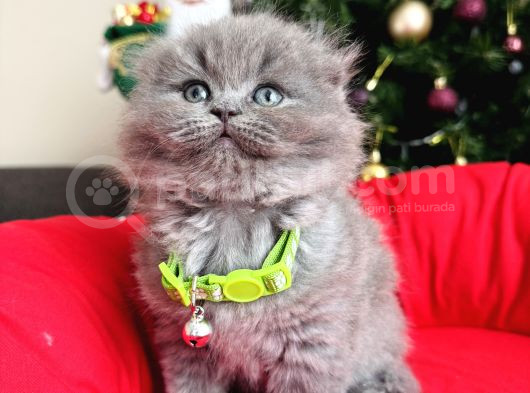 Scottish Fold Longhair Blue görsel