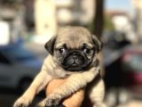 Pug Mops Bebekler