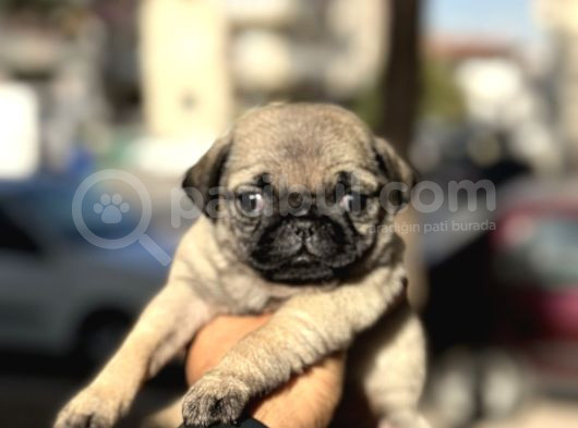 Pug Mops Bebekler