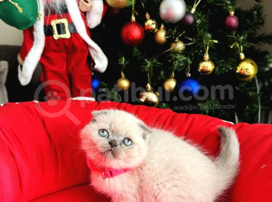 Irkının En Özeli Scottish Fold Bluepoint Ve Lynx Point
