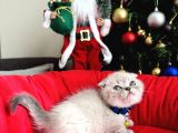 Irkının En Özeli Scottish Fold Bluepoint Ve Lynx Point