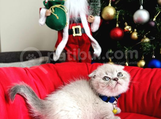 Irkının En Özeli Scottish Fold Bluepoint Ve Lynx Point görsel