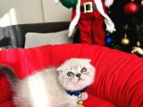 Irkının En Özeli Scottish Fold Bluepoint Ve Lynx Point