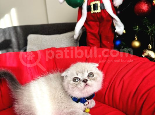 Irkının En Özeli Scottish Fold Bluepoint Ve Lynx Point görsel