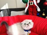 Irkının En Özeli Scottish Fold Bluepoint Ve Lynx Point