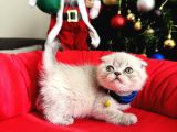 Irkının En Özeli Scottish Fold Bluepoint Ve Lynx Point