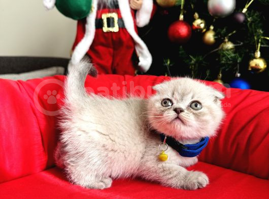 Irkının En Özeli Scottish Fold Bluepoint Ve Lynx Point görsel